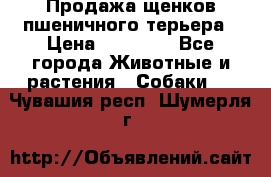 Продажа щенков пшеничного терьера › Цена ­ 30 000 - Все города Животные и растения » Собаки   . Чувашия респ.,Шумерля г.